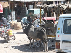 jodhpur (73)